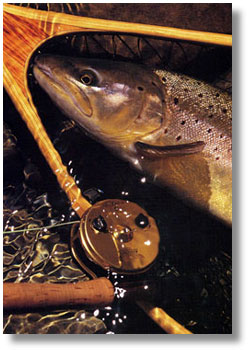 Spectacular and hard fighting, the wild trout of Utah swim in beautiful rivers