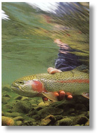 We absolutely guarantee you a fantastic fishing experience