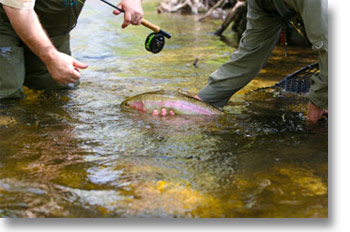 Imagine wading a beautiful riffle, learning to fly fish while catching wild and feisty Brown, Rainbow & Cutthroat trout